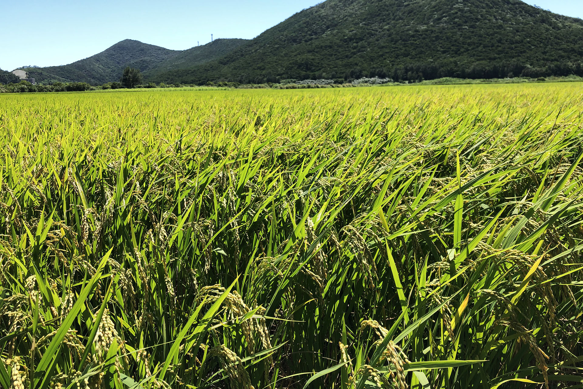 Foods 島の恵みをいただく身体が喜ぶ「食」01