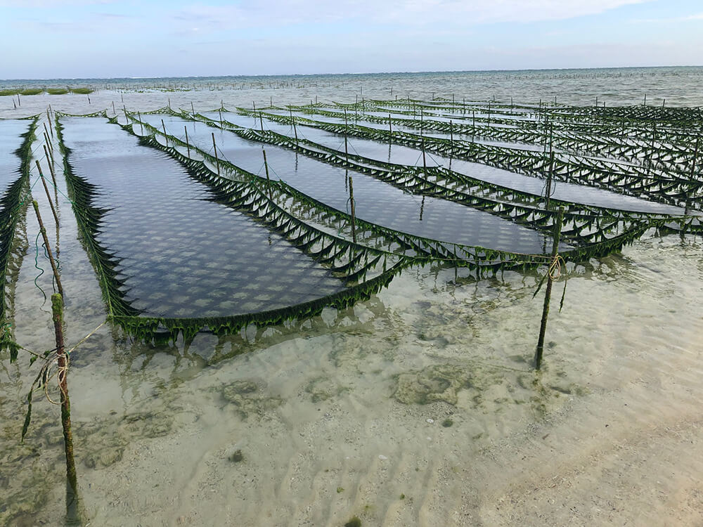 Foods 島の恵みをいただく身体が喜ぶ「食」02